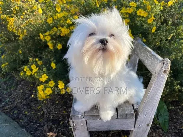 1-3 months Male Purebred Maltese · Photo 1