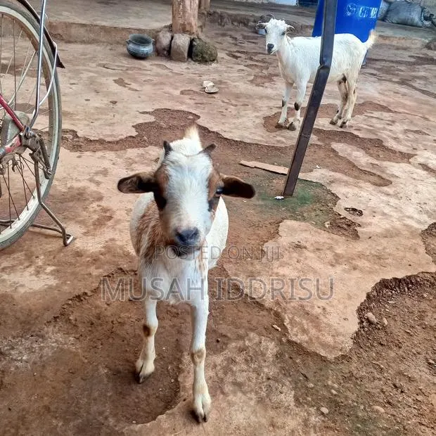 Selling Healthy Farm Animals in Zabzugu · Photo 1