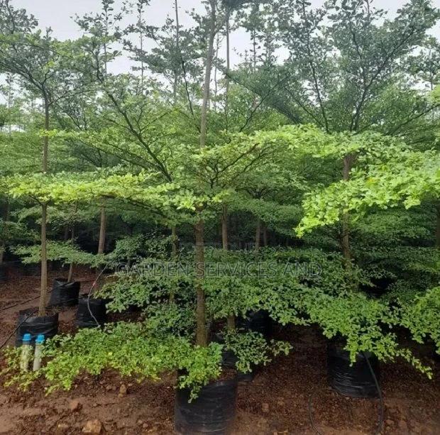 Umbrella Tree for Sale · Photo 1