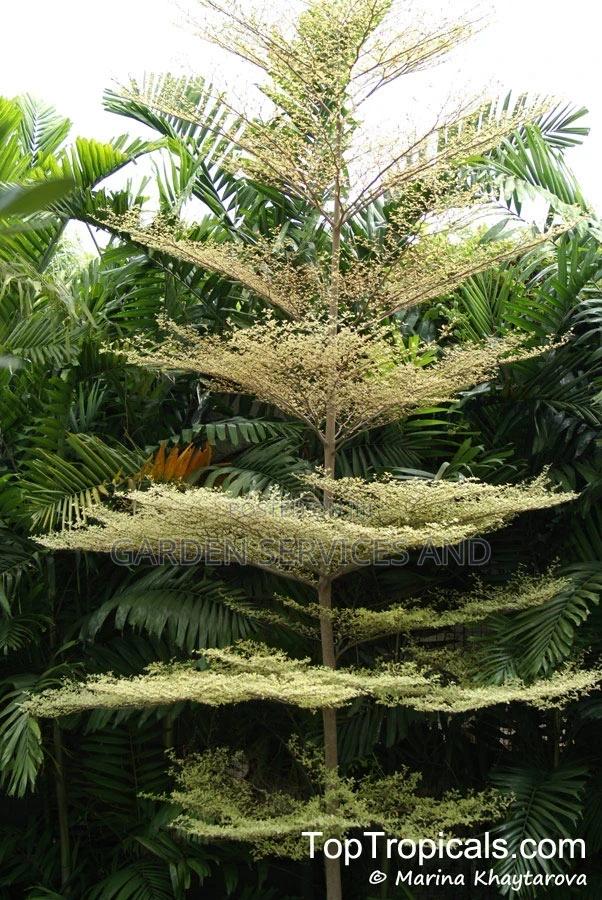 Umbrella Tree for Sale · Photo 2