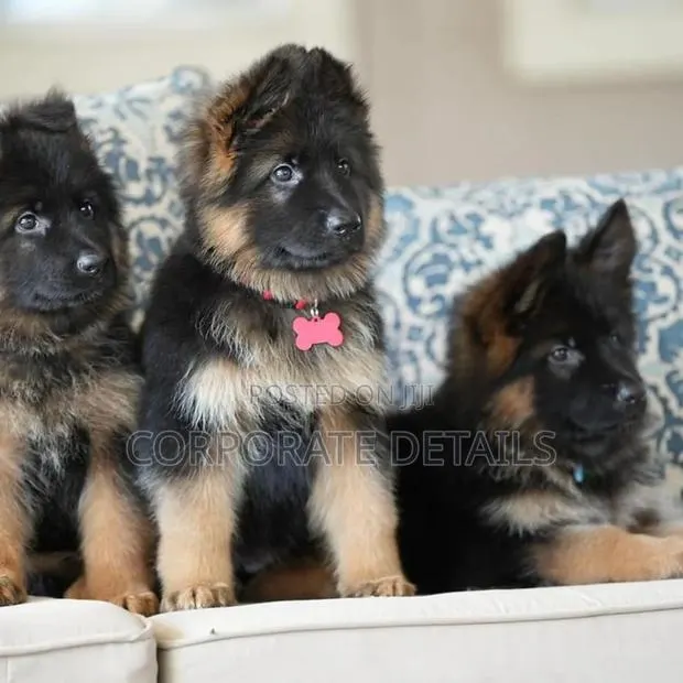1-3 months Male Purebred German Shepherd · Photo 1