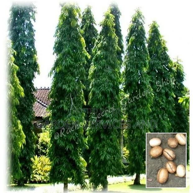 Indian Tree for Sale · Photo 1