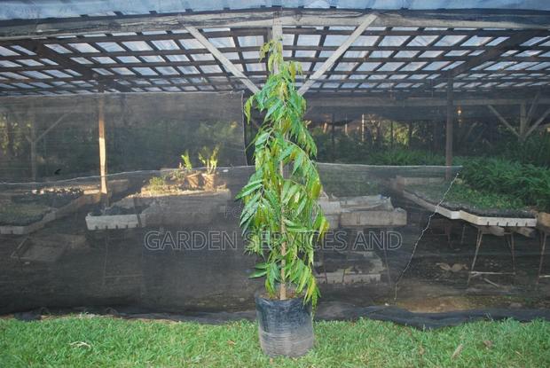 Indian Tree for Sale · Photo 2
