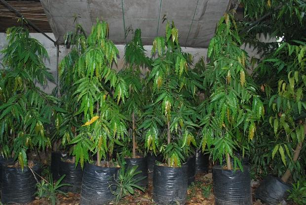Indian Tree for Sale · Photo 3