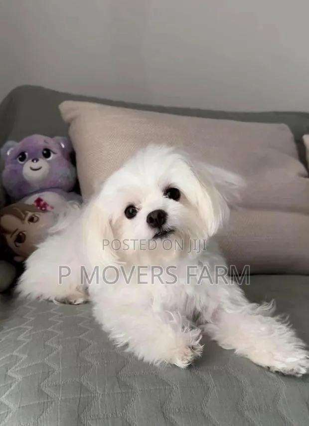 1-3 months Male Purebred Maltese · Photo 1