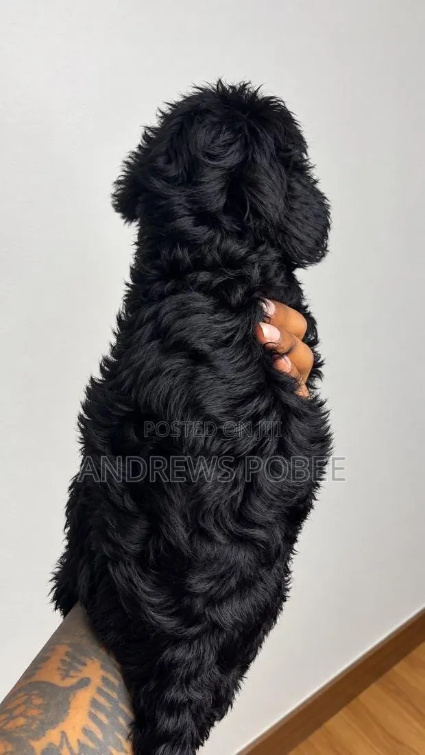 1-3 months Male Purebred Maltipoo · Photo 1