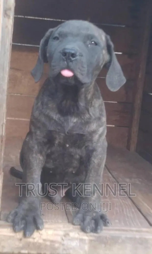 3-6 months Male Purebred Boerboel · Photo 1