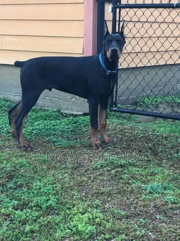 1-3 months Male Purebred Doberman Pinscher · Photo 1