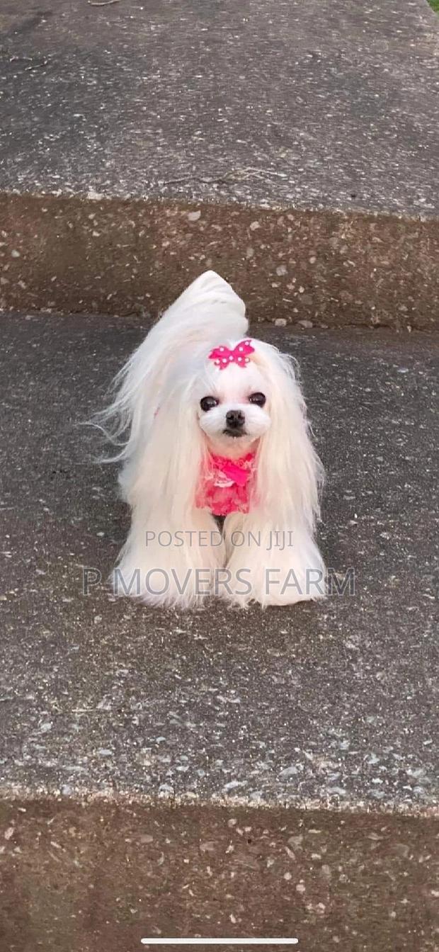 1-3 months Female Purebred Poodle · Photo 1