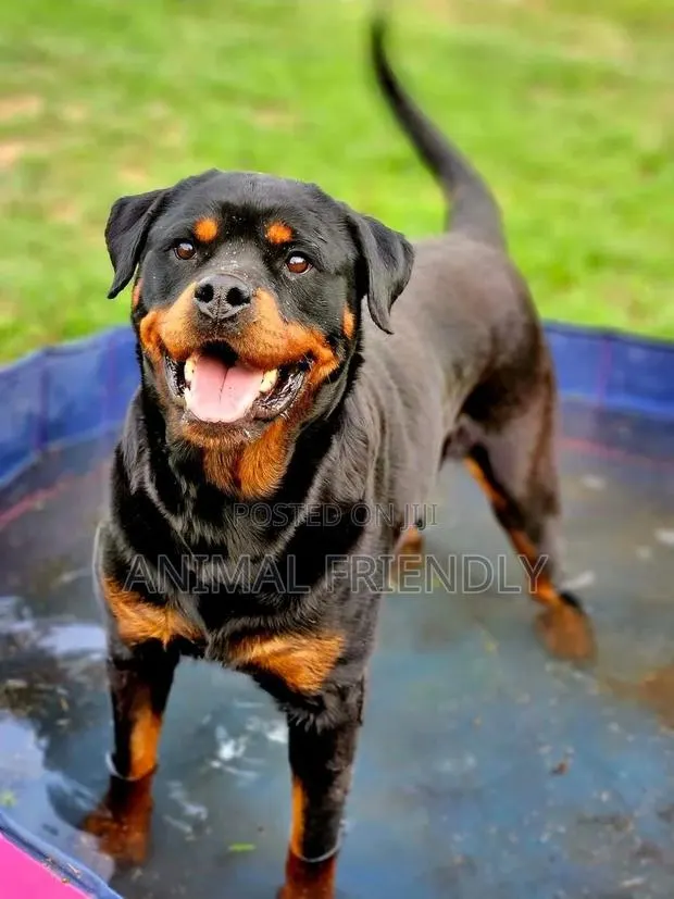 1-3 months Male Purebred Rottweiler · Photo 1