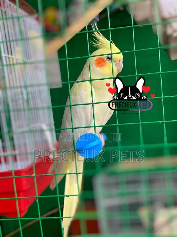 Tamed Female Cockatiel Parakeet · Photo 1