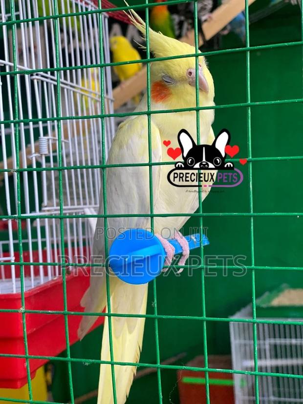 Tamed Female Cockatiel Parakeet · Photo 2