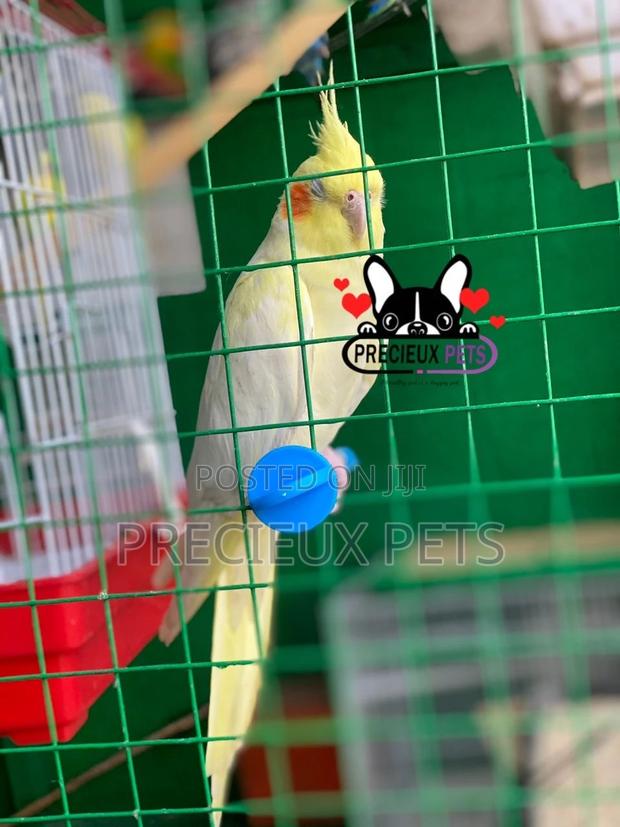 Tamed Female Cockatiel Parakeet · Photo 4