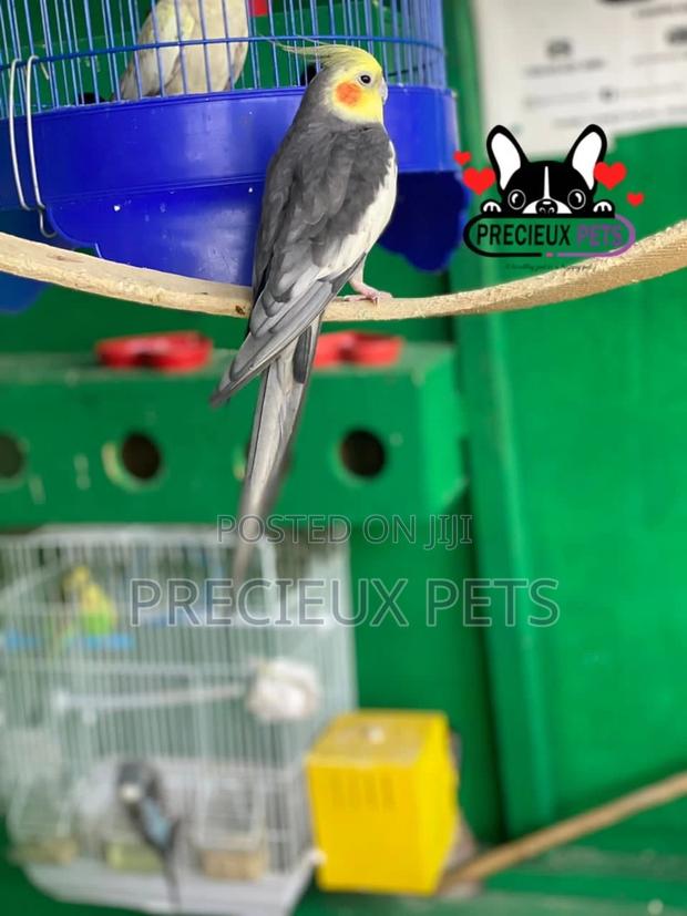 Tamed Male Cockatiels Parakeet · Photo 1