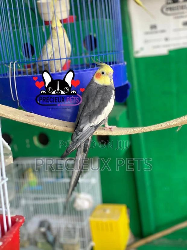 Tamed Male Cockatiels Parakeet · Photo 2