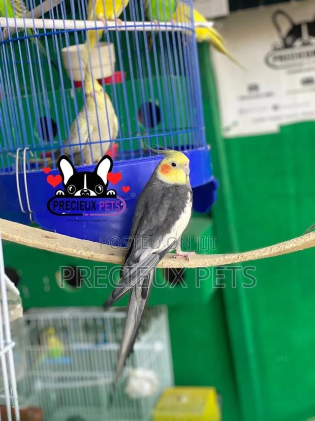Tamed Male Cockatiels Parakeet · Photo 3