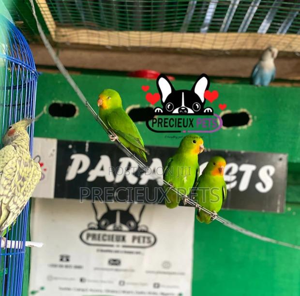 Pair of Red-Headed Lovebirds · Photo 1