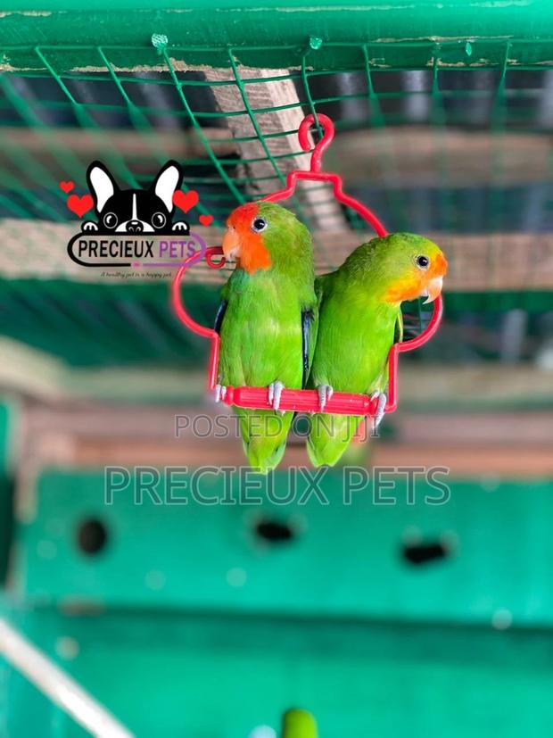 Pair of Red-Headed Lovebirds · Photo 2