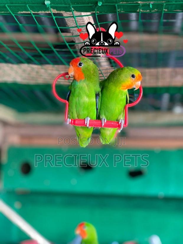 Pair of Red-Headed Lovebirds · Photo 3