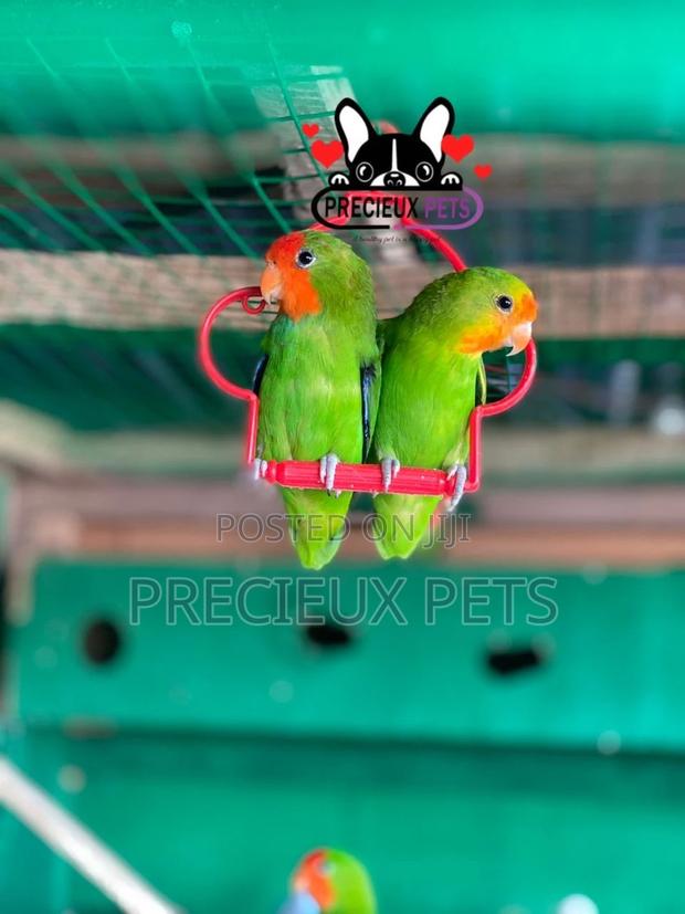 Pair of Red-Headed Lovebirds · Photo 4
