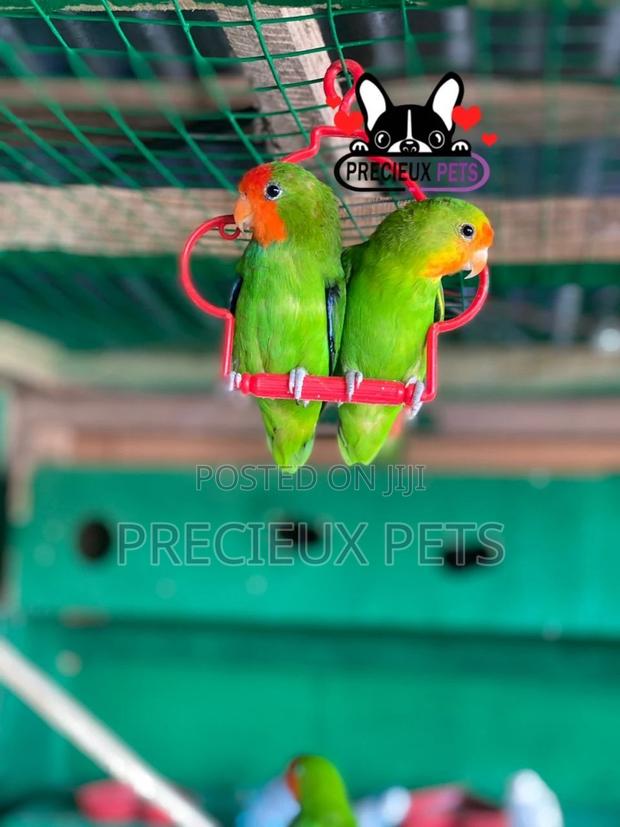 Pair of Red-Headed Lovebirds · Photo 5