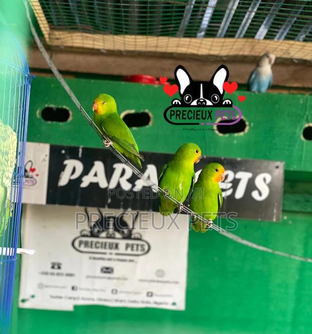 Pair of Red-Headed Lovebirds · Photo 6