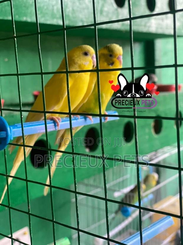 Pair of Yellow Colored Budgies · Photo 1