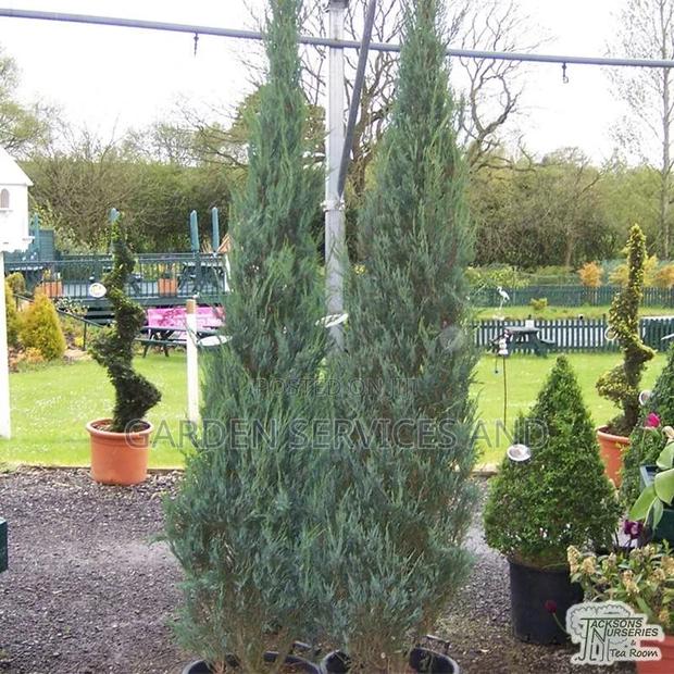 Sky Rocket Thuja for Sale · Photo 4