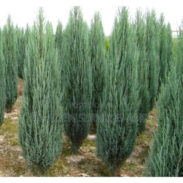 Sky Rocket Thuja for Sale · Photo 5