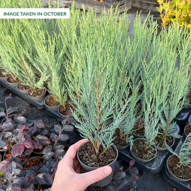 Sky Rocket Thuja for Sale · Photo 6