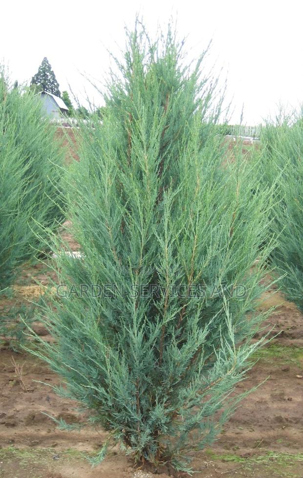 Sky Rocket Thuja for Sale · Photo 7