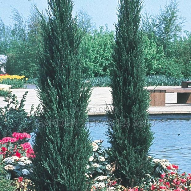 Sky Rocket Thuja for Sale · Photo 1