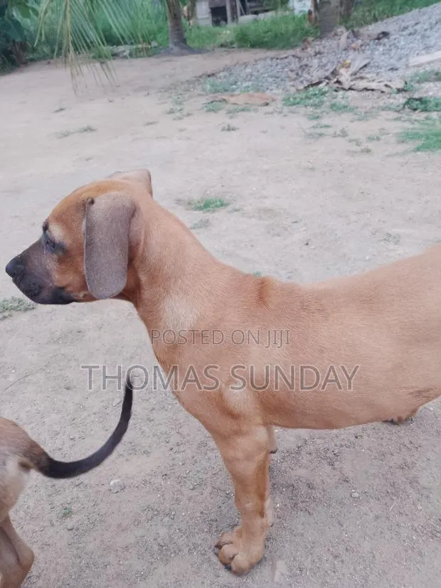 1-3 months Male Mixed Breed Dog · Photo 1