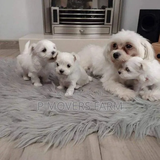 1-3 months Female Purebred Maltese · Photo 1