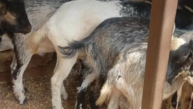 Live/Slaughtered Goat Sales · Photo 1