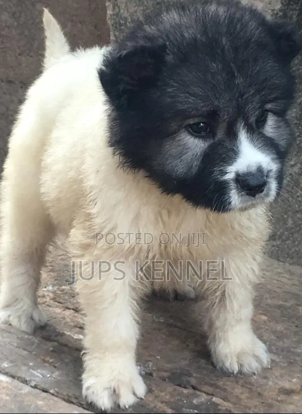 1-3 months Male Purebred Caucasian Shepherd · Photo 1