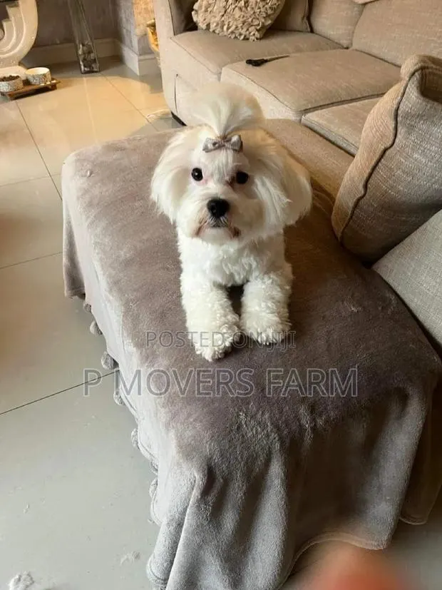 1-3 months Male Purebred Maltese · Photo 1