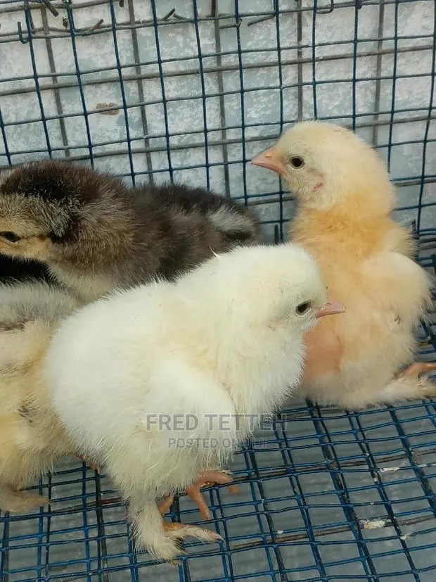 Day Olds Brahma Chicks · Photo 1