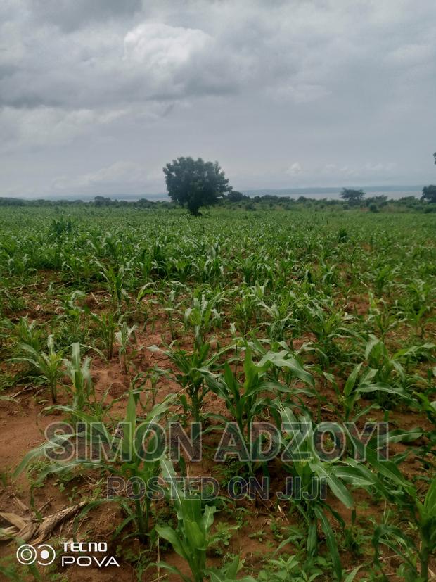50,000 Acres of Farm Land for Login Lease · Photo 1