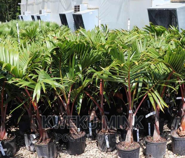 Bottle Palms · Photo 2