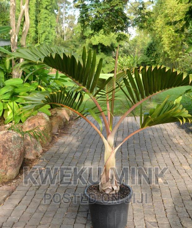 Bottle Palms · Photo 1