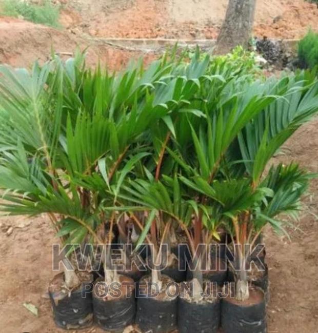 Bottle Palms · Photo 3