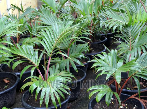 Bottle Palms · Photo 4