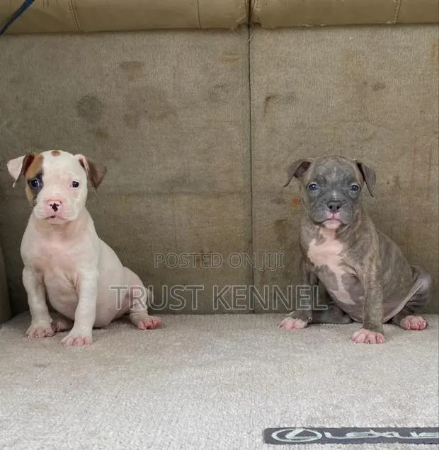1-3 months Male Purebred American Pit Bull Terrier · Photo 1