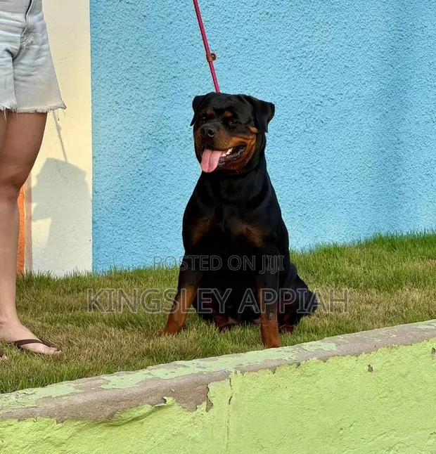 1+ year Female Purebred Rottweiler · Photo 1