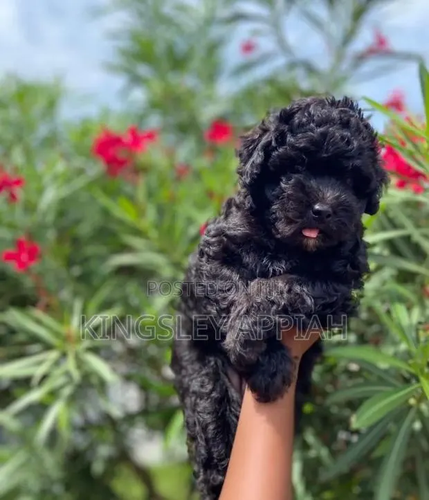 1-3 months Female Purebred Poodle · Photo 1