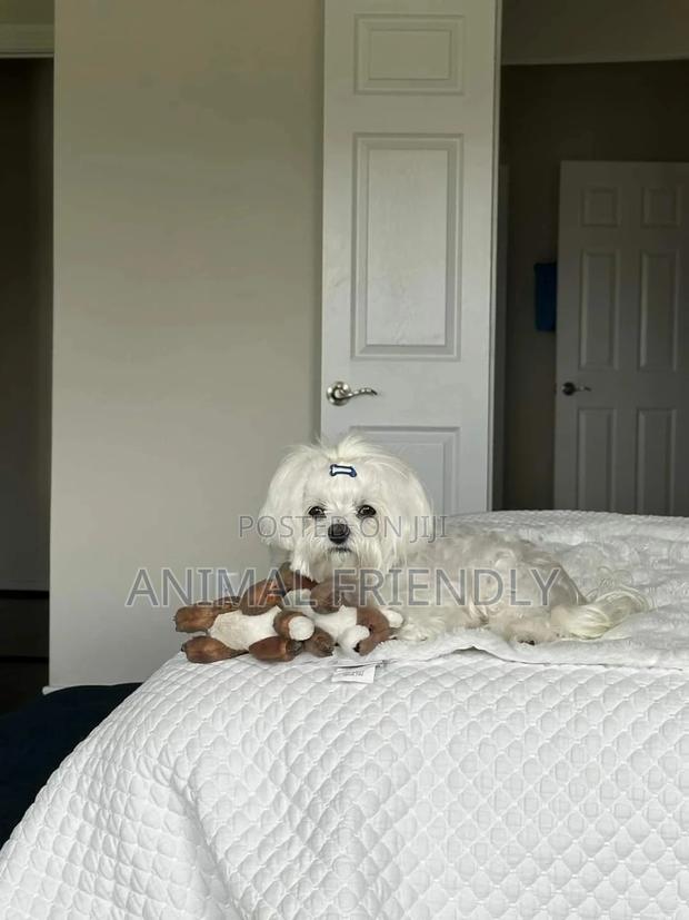 1-3 months Male Purebred Maltese · Photo 1