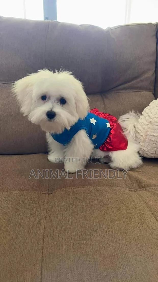 1-3 months Female Purebred Poodle · Photo 1