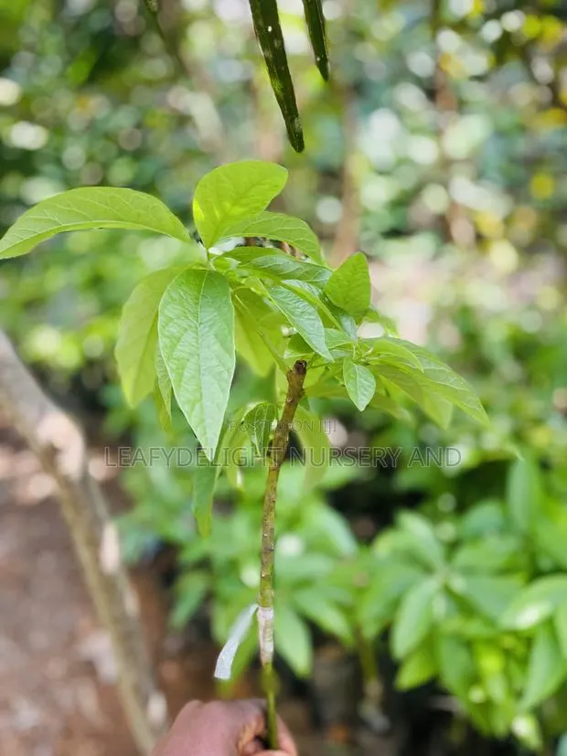 Grafted Avocado Seedlings · Photo 1