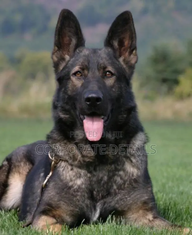 1+ year Male Purebred German Shepherd · Photo 1